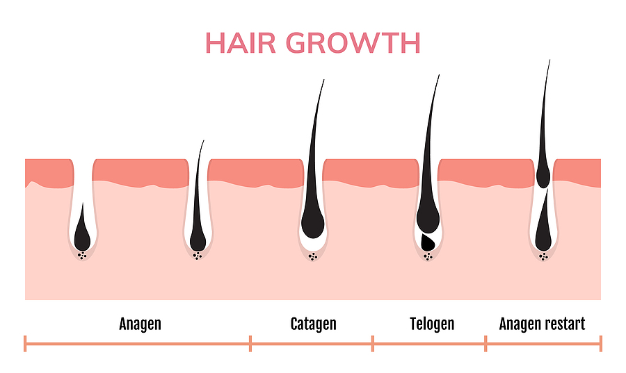 The Hair Growth Cycle: More Complex than You Think